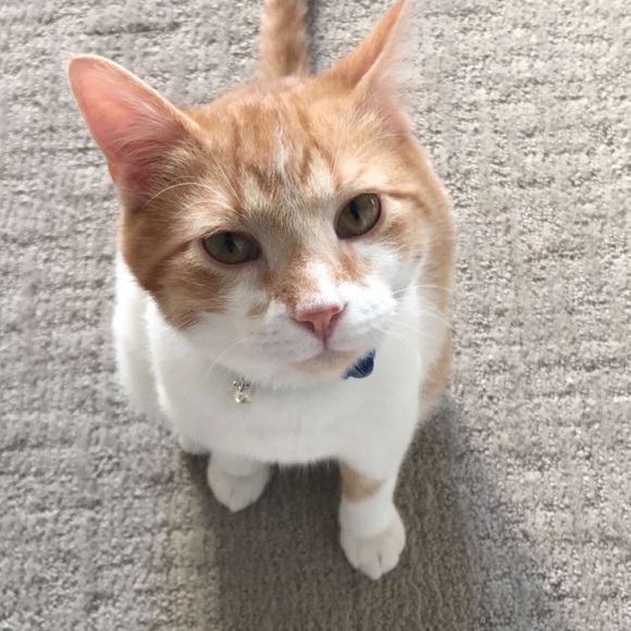 Meet your Posher, Nick - Picture 1 of 1